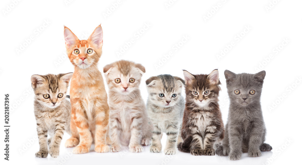 Fototapeta premium large group of cats. isolated on white background