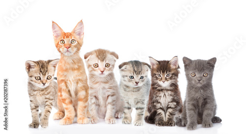 large group of cats. isolated on white background