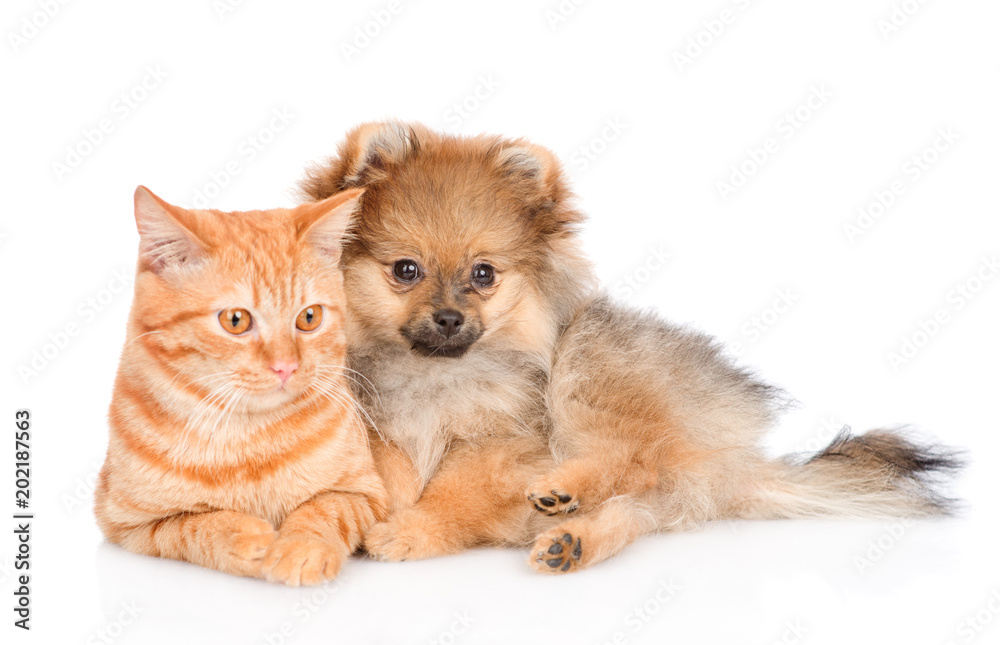spitz puppy and cat lying together.  isolated on white background