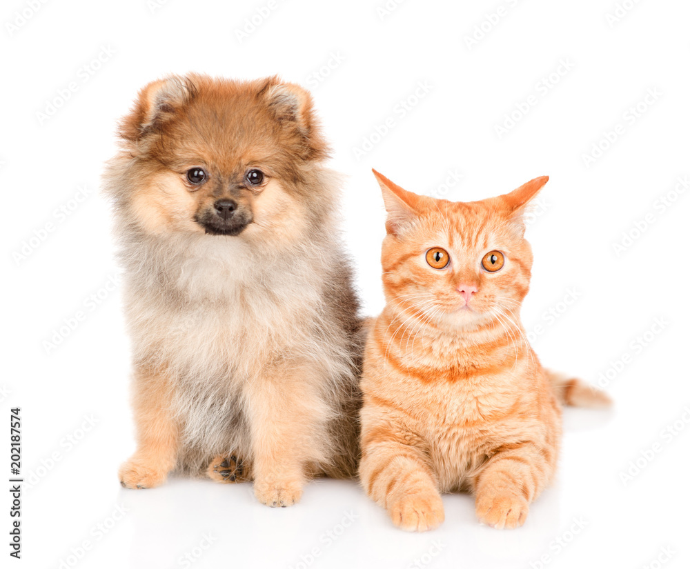 spitz puppy and and tabby cat  together. isolated on white background