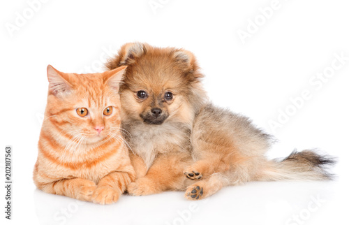 Fototapeta Naklejka Na Ścianę i Meble -  spitz puppy and cat lying together.  isolated on white background