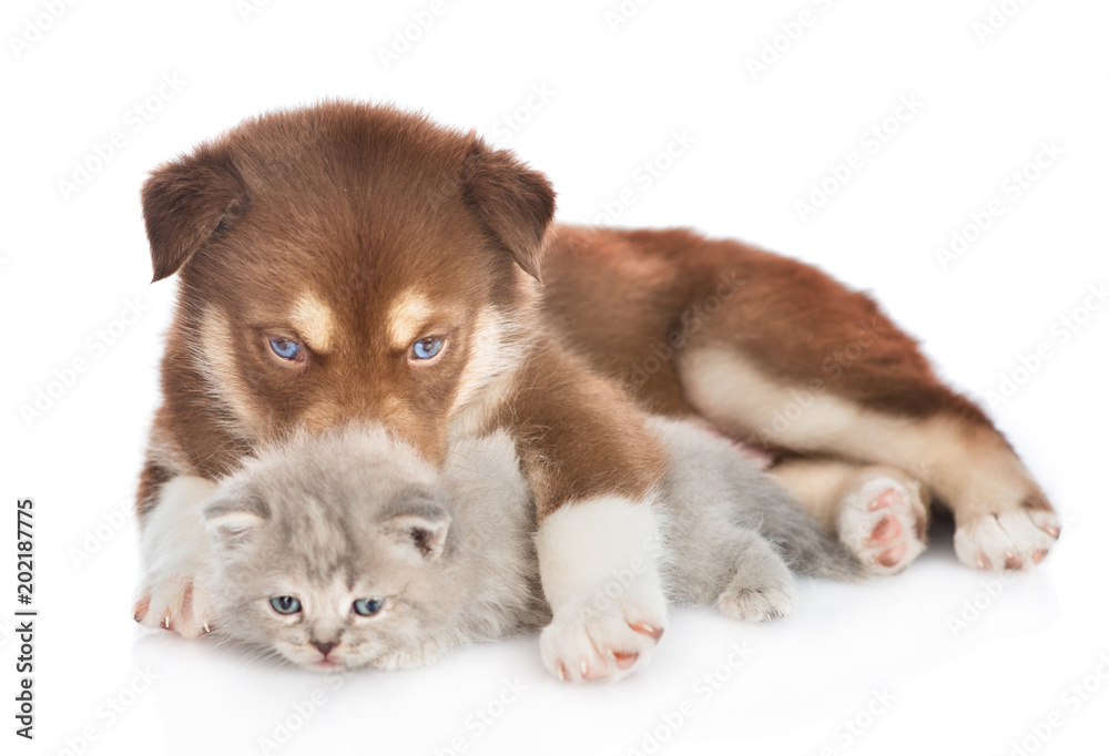 Red husky puppy hugging scottish kitten. isolated on white background Red husky puppy hugging scottish kitten. isolated on white background