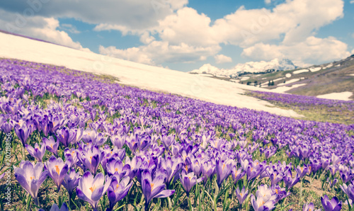 Majestic view of blooming spring crocuses in mountains.