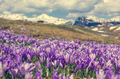 Majestic view of blooming spring crocuses in mountains. © anzebizjan