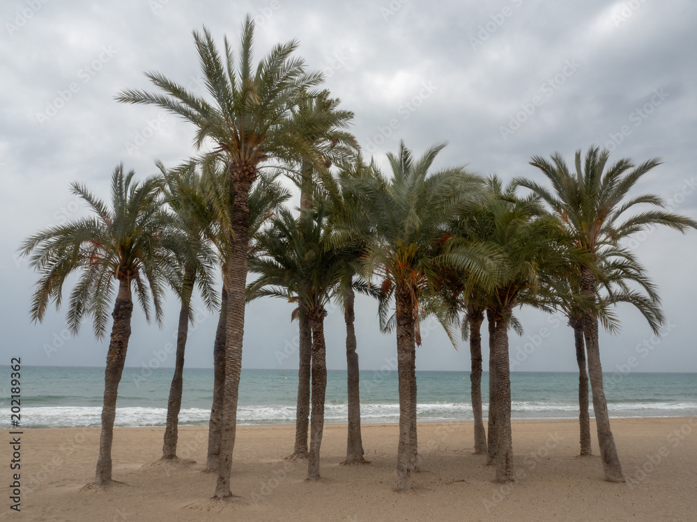 Palms Palms