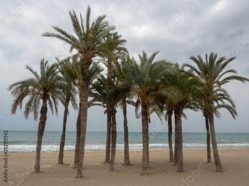 Palms © Francisco