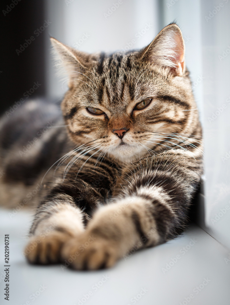 Cute little kitten. The fluffy pet comfortably settled to sleep or to play. Cute little kitten. The fluffy pet comfortably settled to sleep or to play.