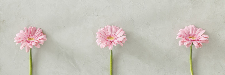 Three pink fresh flowers placed separately on bright grey wall