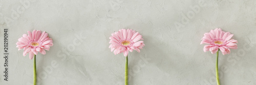 Three pink fresh flowers placed separately on bright grey wall