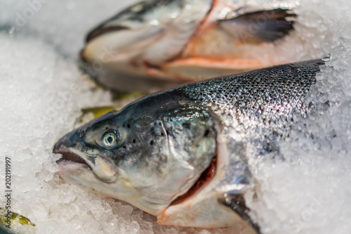Fresh salmon fish in seafood market