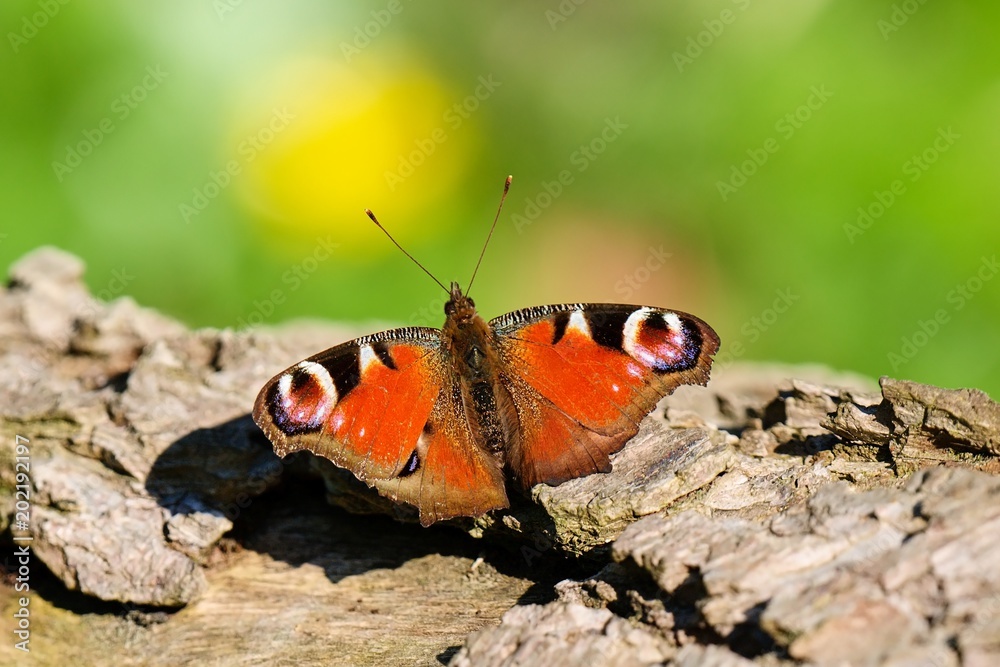 European Peacock butterfly Inachis io sitting on wood European Peacock butterfly Inachis io sitting on wood