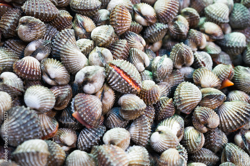 Fresh Cockles in fish market, scapharca subcrenata