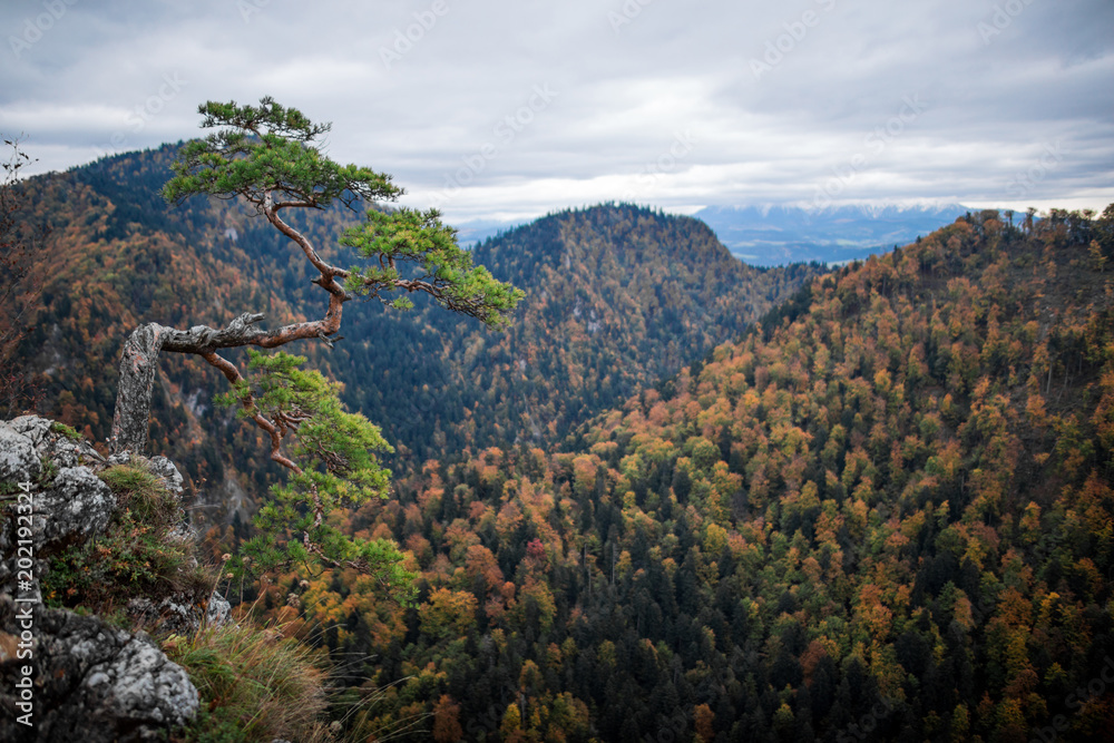 pine tree growing on the rock on the slope with beautiful mountain view