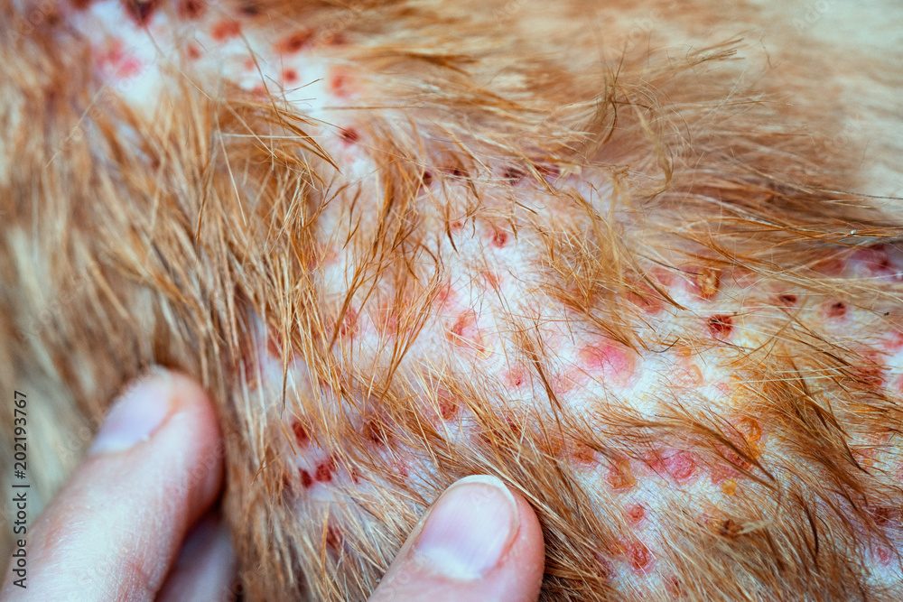 Foto de Fingers pointing on the disease on cat skin, Dermatitis in dog