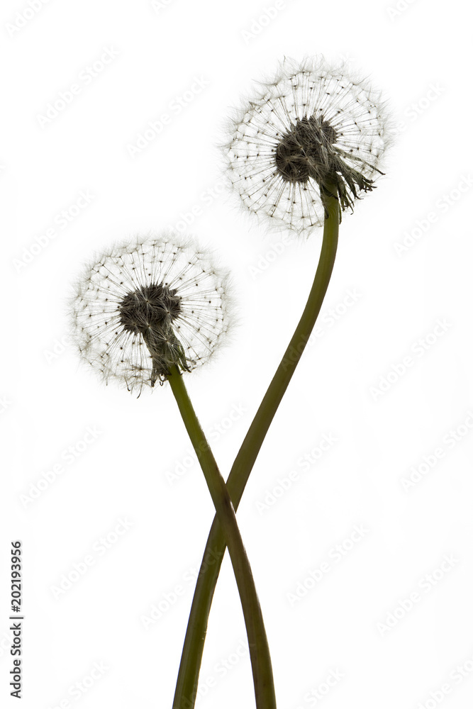 Obraz premium Dandelions (blowballs) on white background