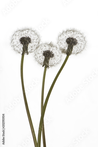 Fototapeta Naklejka Na Ścianę i Meble -  Dandelions (blowballs) on white background