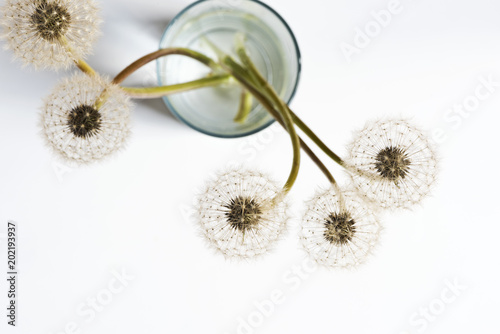 Fototapeta Naklejka Na Ścianę i Meble -  Dandelions (blowballs) in glass of water