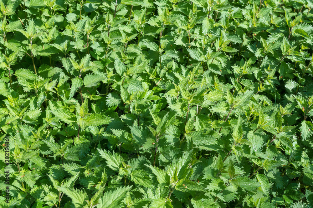 Brennessel Feld Brennessel Feld