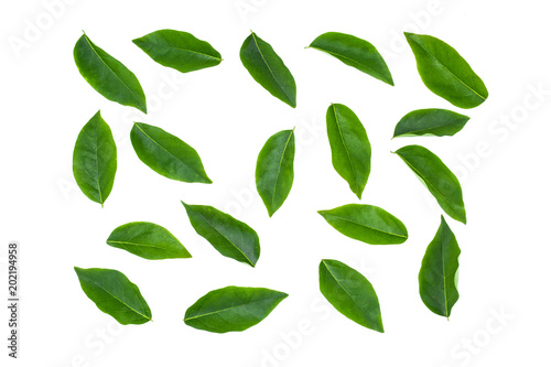 flat lay collection of green leaf isolated on white background