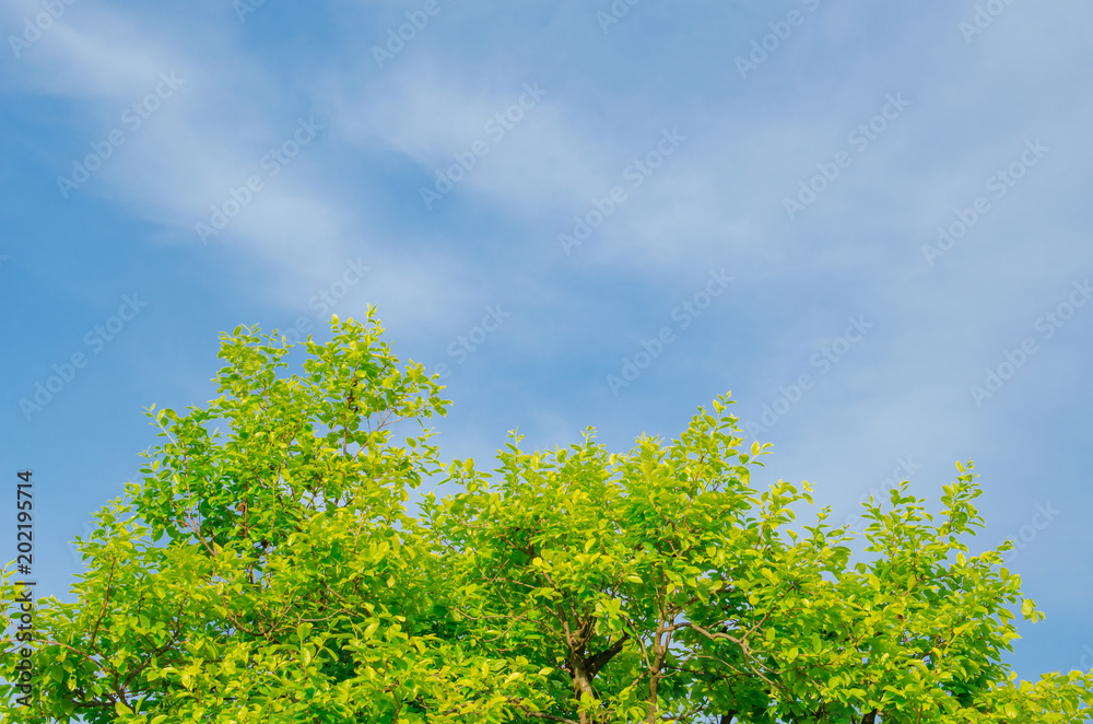 Green leaves with blue sky. Green leaves with blue sky.