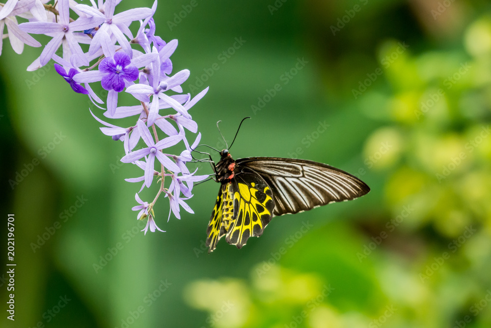 Naklejka premium Butterfly eating pollen purple flower