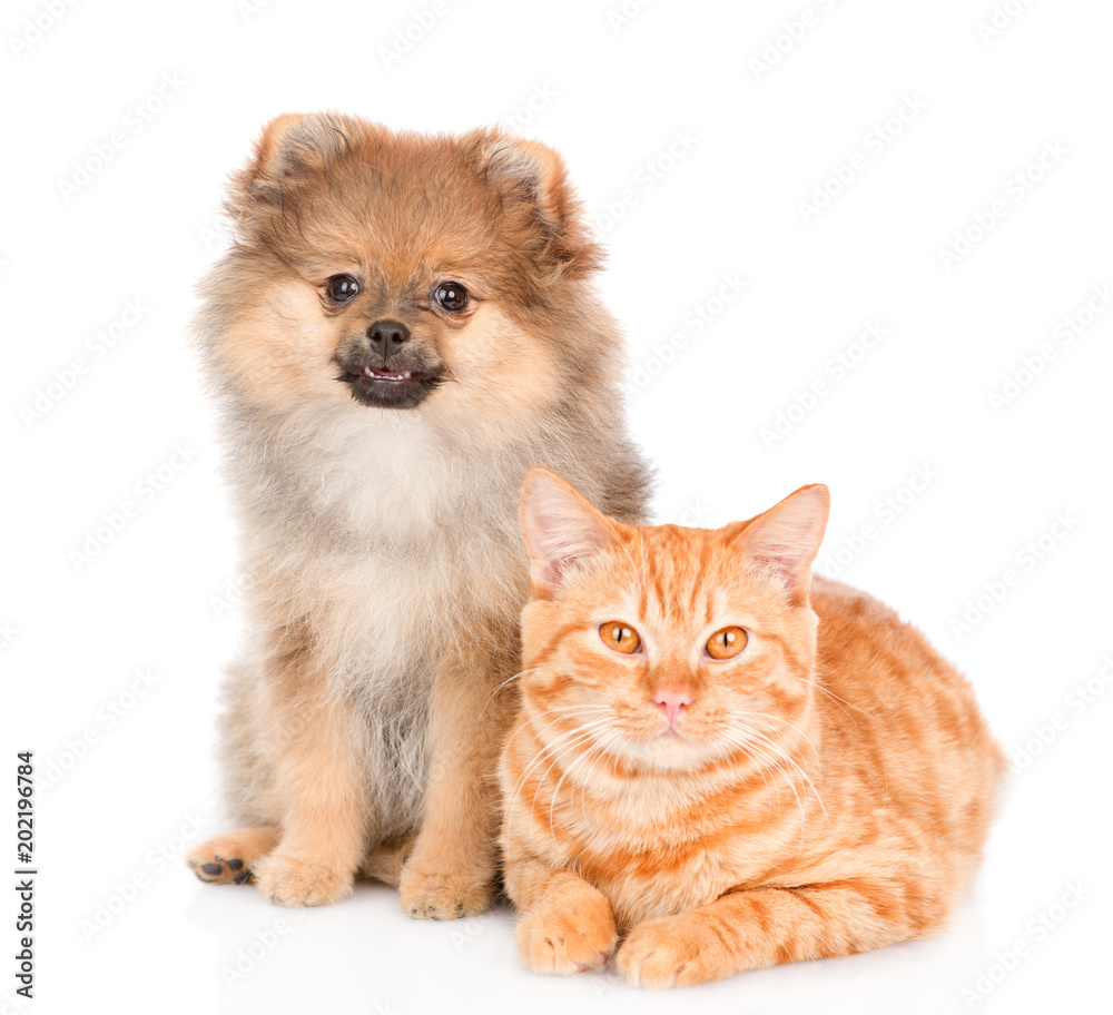 Fototapeta premium spitz puppy and and tabby cat together. isolated on white background