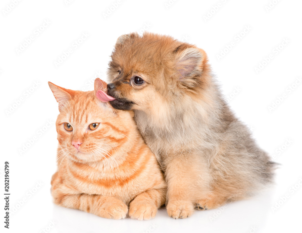 Spitz puppy puppy licking the cat's ear. isolated on white background