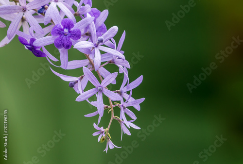 Purple Wreath, Sandpaper Vine (Petrea volubilis L. flower background photo