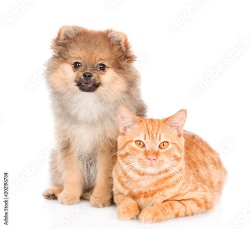 spitz puppy and and tabby cat together. isolated on white background
