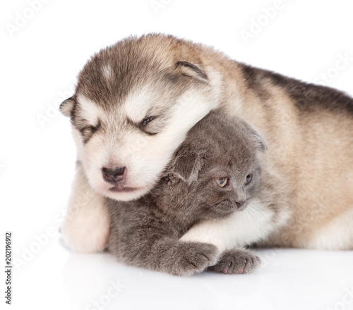 Fototapeta Naklejka Na Ścianę i Meble -  Close up alaskan malamute puppy  hugging tiny kitten. isolated on white background