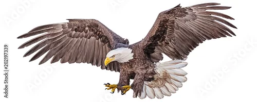 Fototapeta Łysego orła latania zamaczania ręki remis i farba barwimy na białej tło wektoru ilustraci.