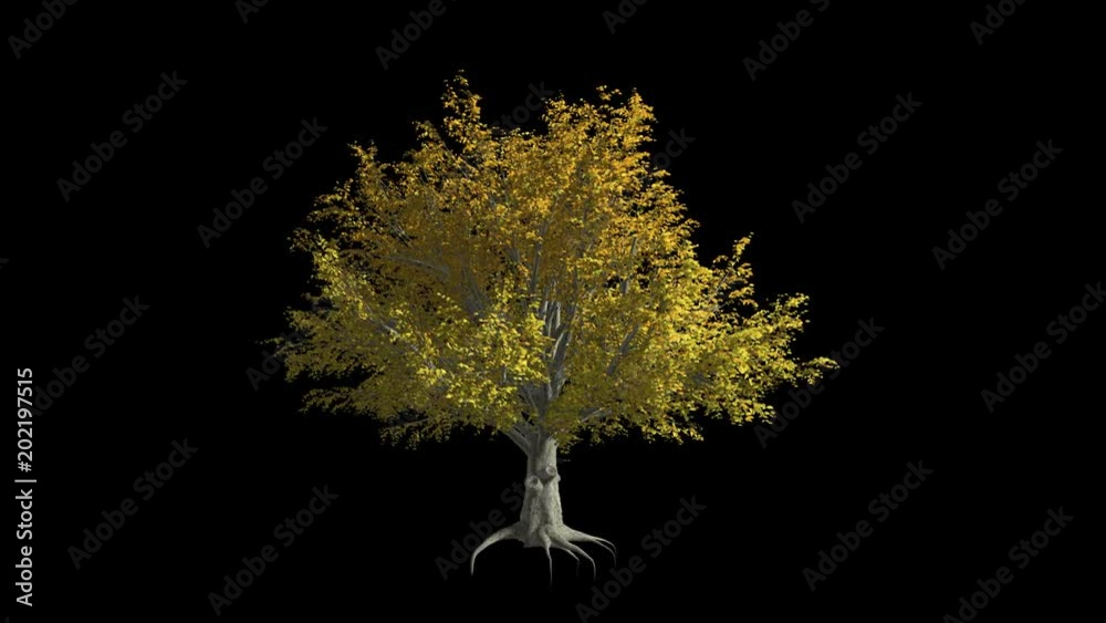 American Elm tree  in the wind
Format MOV, codec png with alpha channel