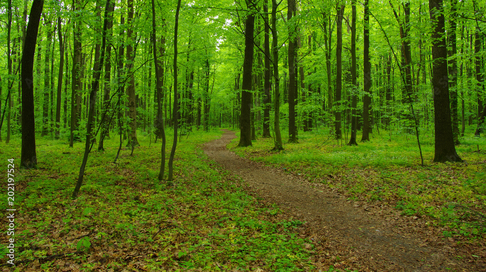 Forest trees in spring Forest trees in spring