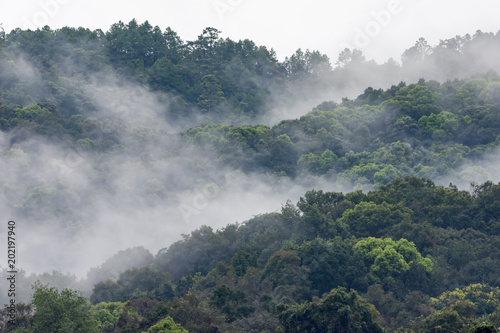 Landscape of mountain covered by foggy in winter © voraphong pirawd