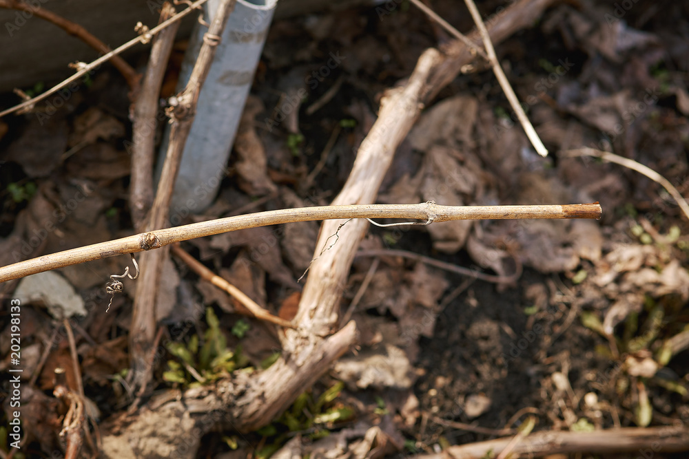 vine in early spring