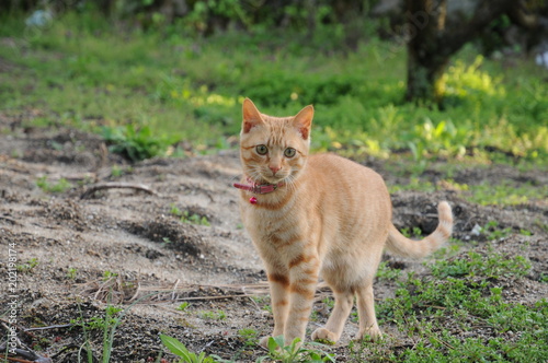 子猫