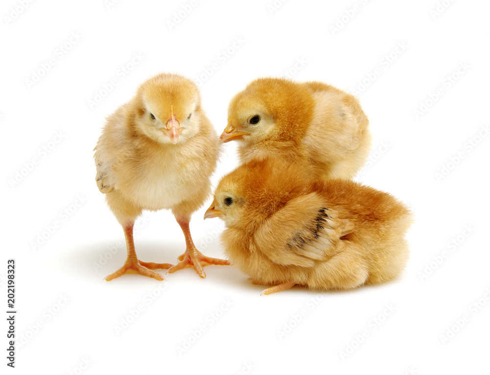 Fototapeta premium Chicks isolated on white