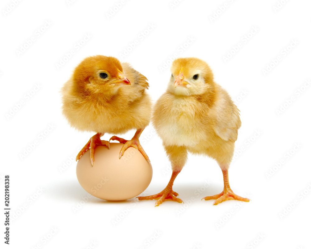 Fototapeta premium brown egg and chicks