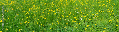 Bright greens and yellow flowers of dandelions. Panorama field with yellow dandelions Summer natural background panorama.