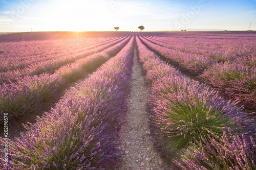 Big lavender field on sunset