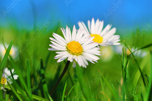 Wild daisies on the meadow, summertime image