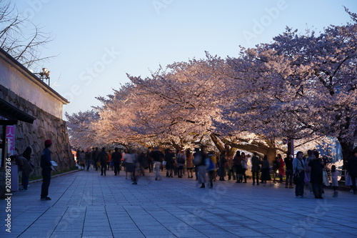 福岡市舞鶴公園 桜と夜景