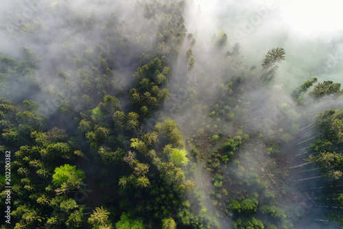 Fototapeta Naklejka Na Ścianę i Meble -  Aerial view Fog clouds pulling on a spring morning in Switzerland through the forest