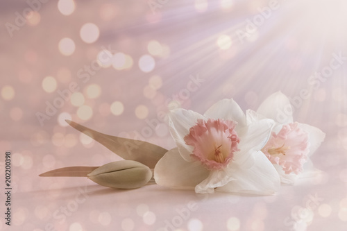 soft, white pink flower, spring blossom on abstract pastel background with blurry, blur lights. romantic floral card, composition with delicate flowers close-up, light rays for wedding