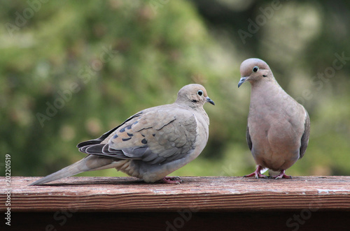 Pair of Mourning Doves Perched on Wood Railing with Green Background