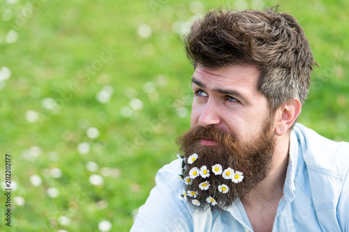Natural beauty product concept. Hipster on dreamy face sits on grass. Guy looks nicely with daisy or chamomile flowers in beard. Man with long beard and mustache, defocused green meadow background.