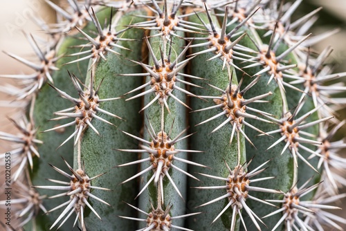 Cactus spikes