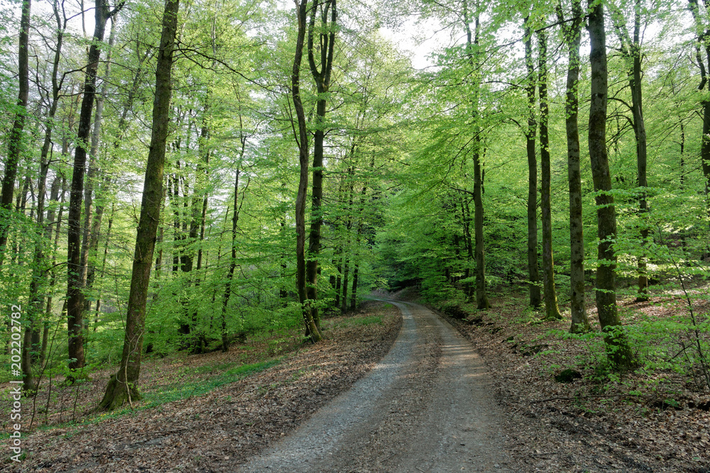 Path through a beech forest in spring / Germany