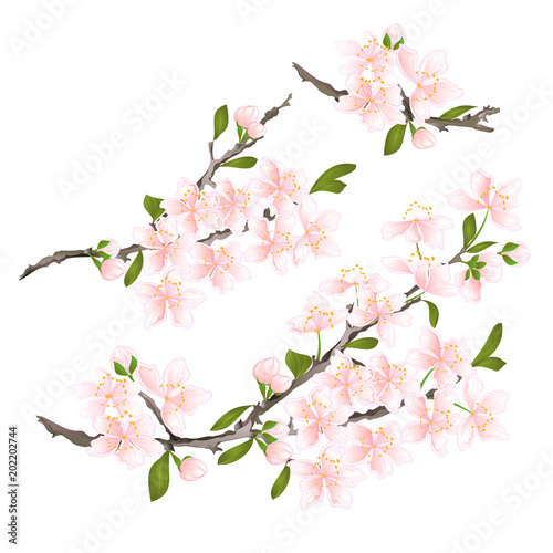 Sakura cherry twigs pink  flower with leaves on a white background vintage vector illustration editable hand draw