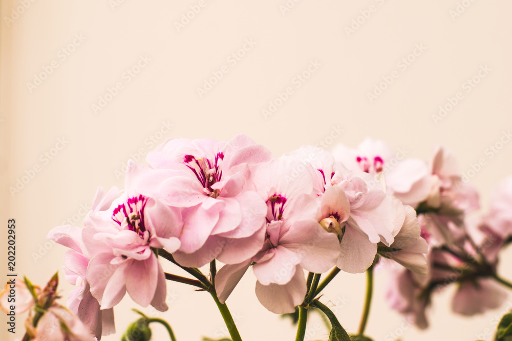 Fresh pink flowers on background Fresh pink flowers on background